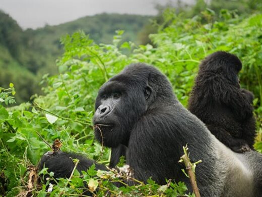 Facts-about-mountain-gorillas