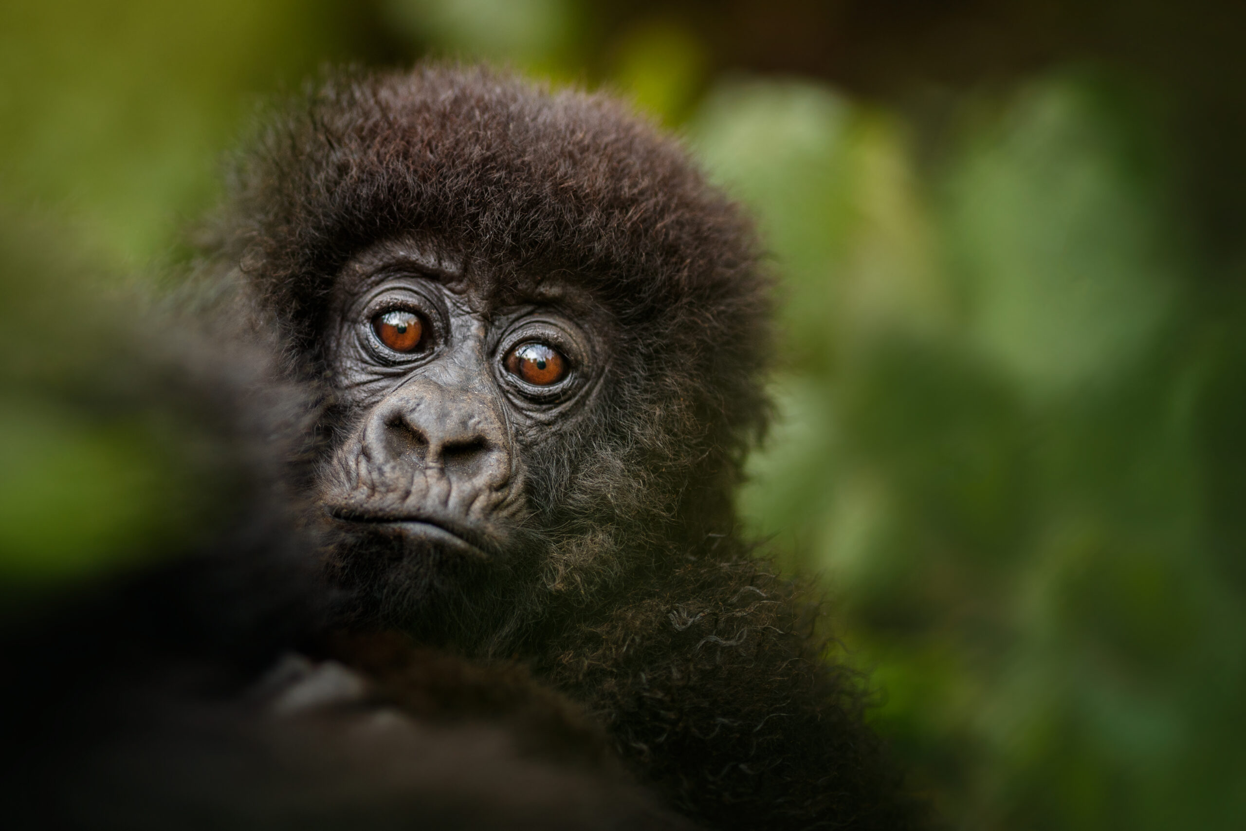 mountain-gorillas-gorilla-beringei-beringei