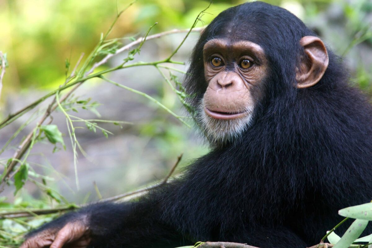 Chimpanzee-1-scaled