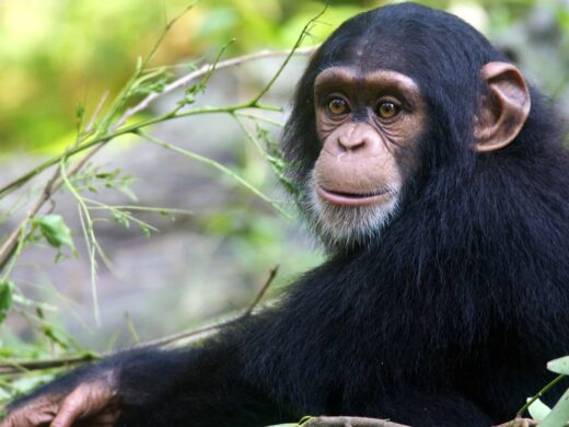 Chimpanzee-1-scaled