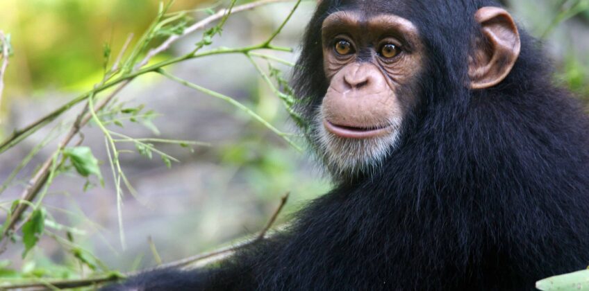 Chimpanzee-1-scaled