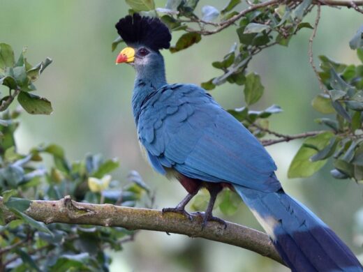 Great-blue-turaco-in-uganda