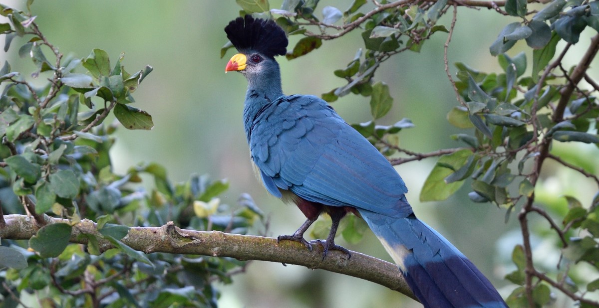 Great-blue-turaco-in-uganda