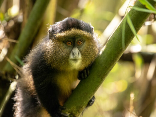 golden-monkey-in-mgahinga (1)