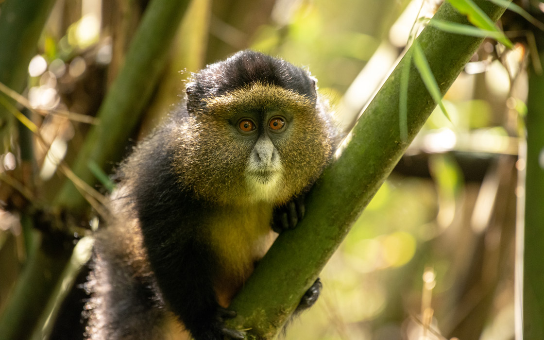 golden-monkey-in-mgahinga (1)
