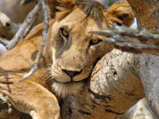 tree-climbing-lions-queen-1200×675