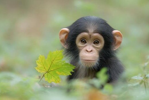 young-chimpanzee-with-leaf-in-natural-habitat-wildlife-and-conservation-awareness-photo